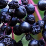 Whole Elderberries (Organic) 2 oz. - Natural Sampler