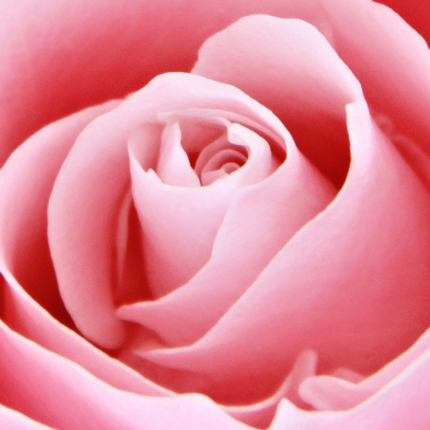 Rose Absolute (Turkey) - Natural Sampler